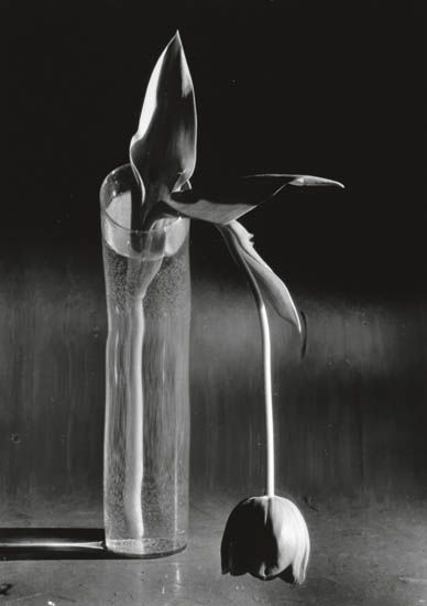 KERTÉSZ, ANDRÉ (1894-1985) "Melancholic Tulip."